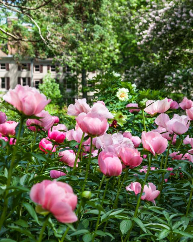 spring blooms