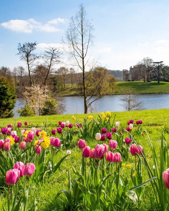 Tulips at Sherborne Castle & Gardens in Dorset