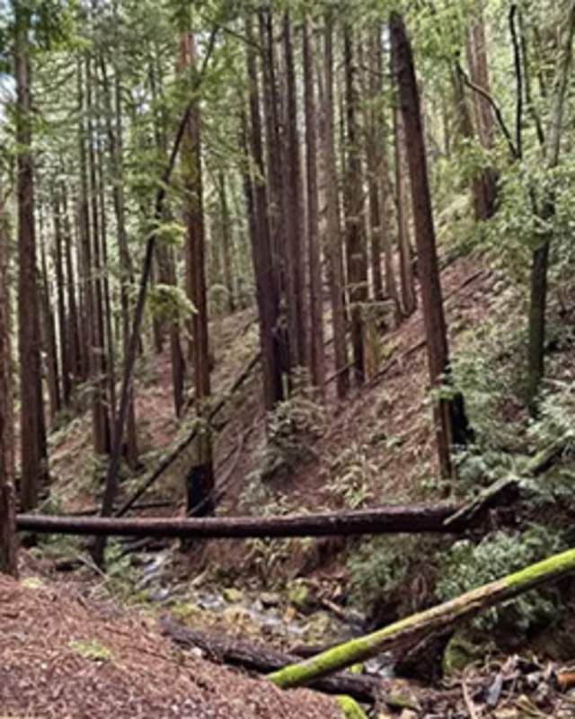 Redwood grove