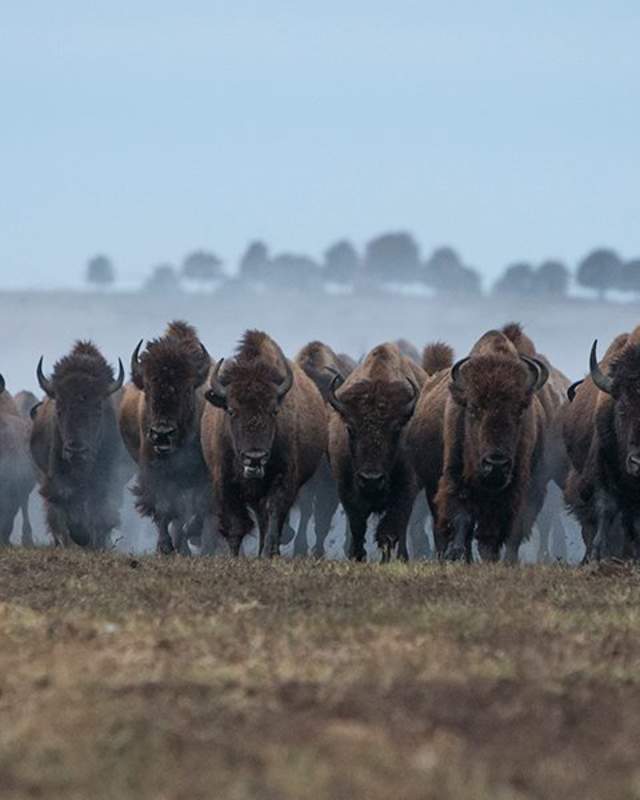 Bison at Tallgrass Prairie Preserve in Pawhuska