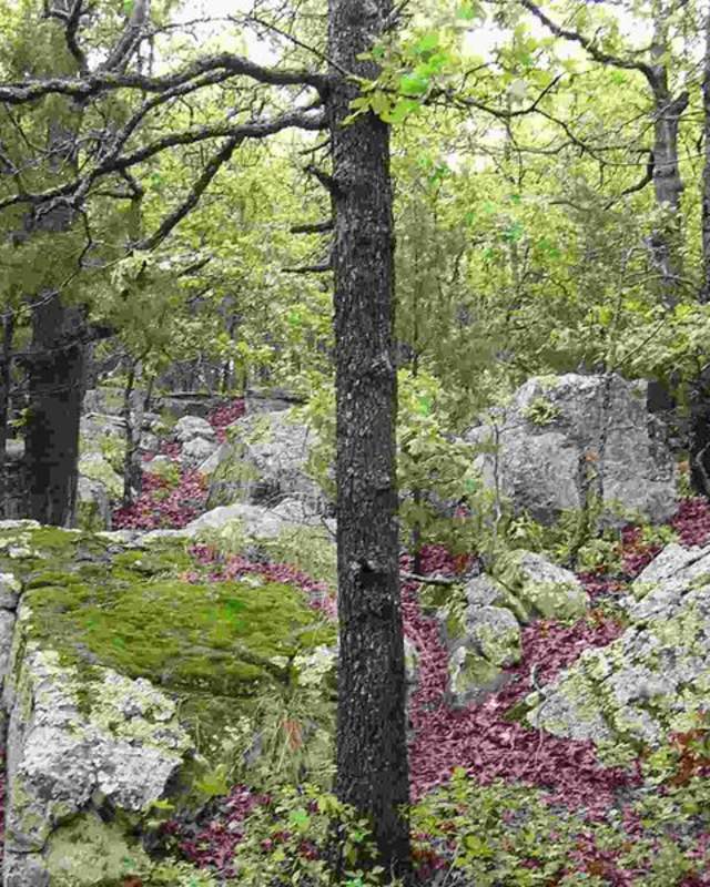 Keystone Ancient Forest
