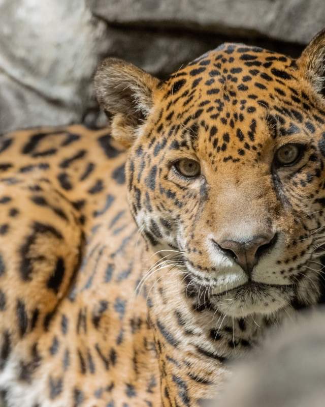 Leopard at the Tulsa Zoo