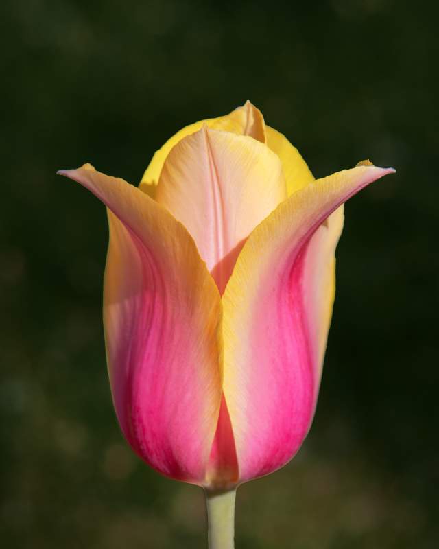 Blushing Beauty