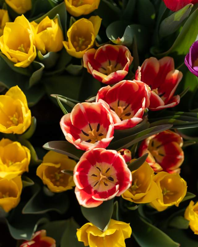 Tulips in a tulip bed at Immersion Garden