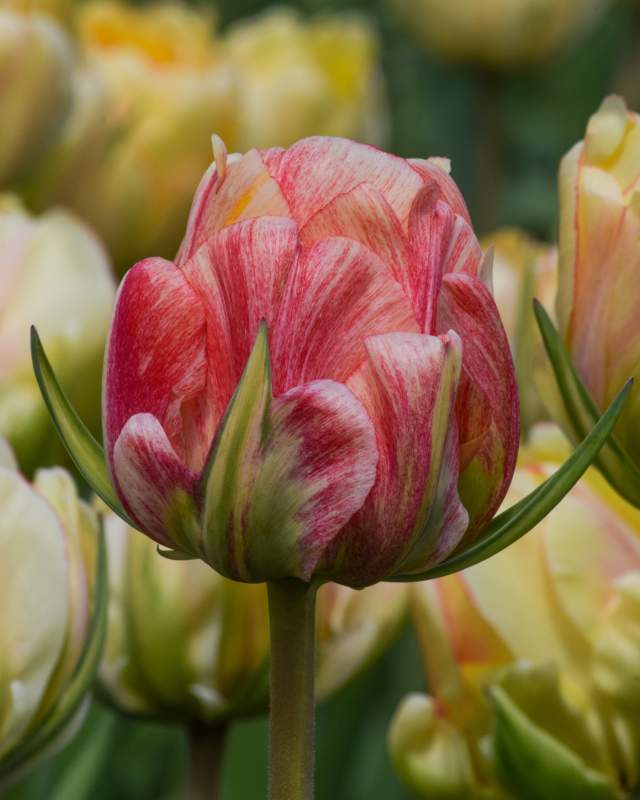 Red to Creamy Yellow - Darwin Hybrid
