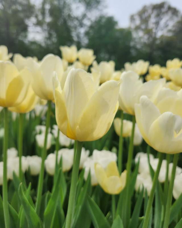 Ivory Floradale