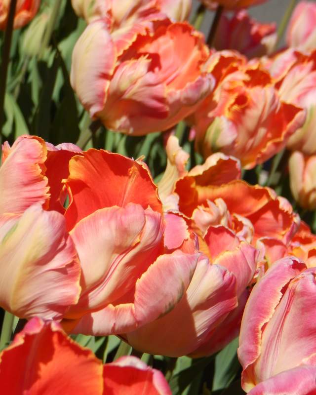 Menton Exotic