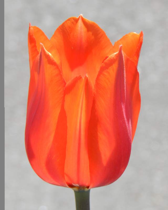 Orange Cassini