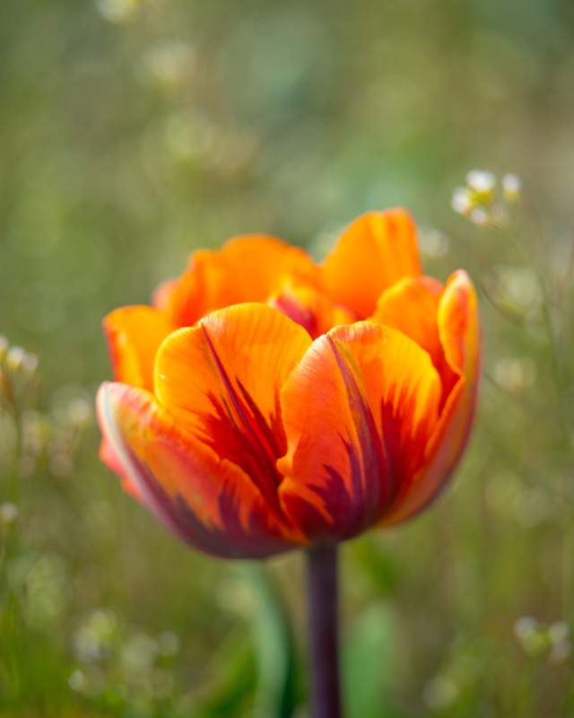 Orange Princess