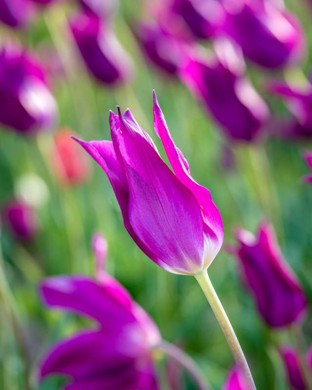Purple Dream