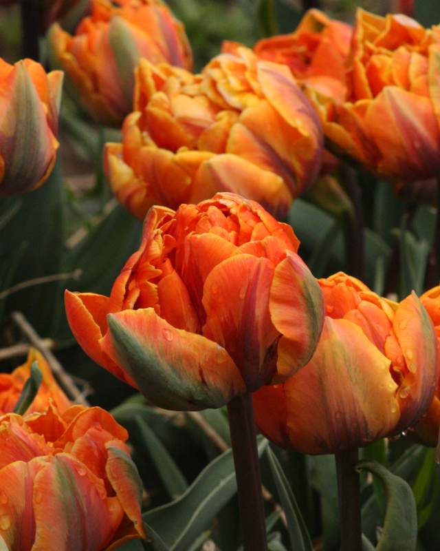 Queensday
