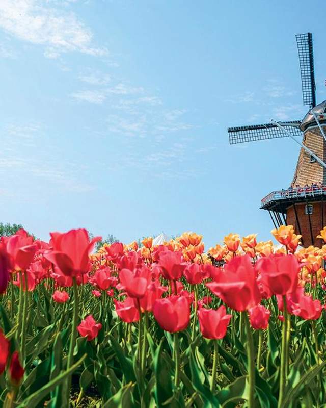 Windmill Tulips