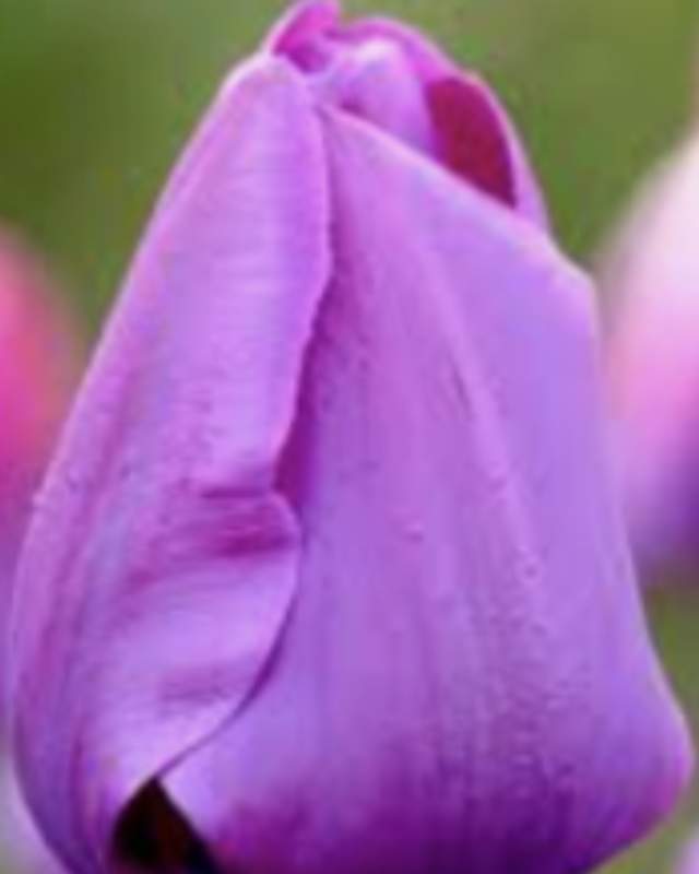 Mix