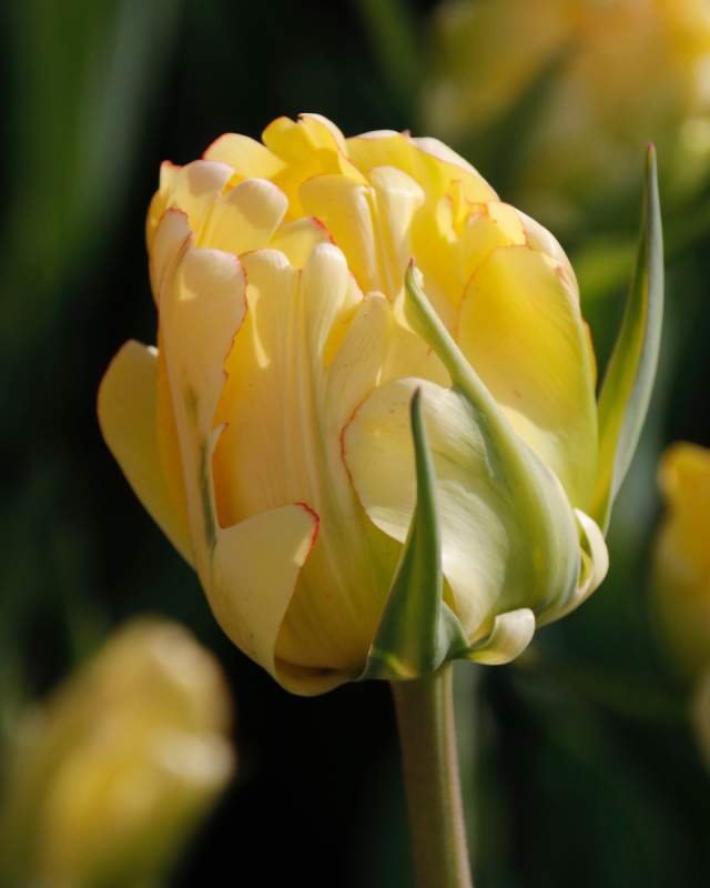 Tulip shot M_Hildore