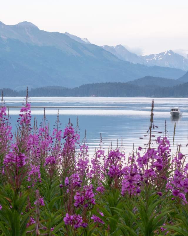 Purple Fireweed sprouting overlooking the blue water with mountains in the bacground