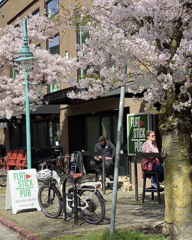 Cherry Blossoms at Flatstick Pub