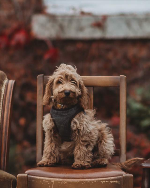 2 dogs sitting on chairs next to a table with a box of treats
