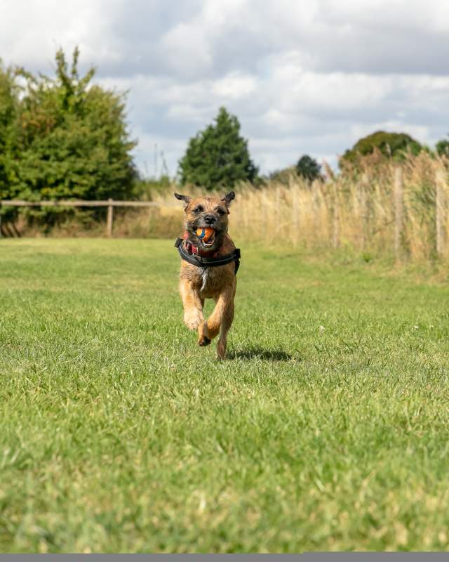 A border terrier runs through a park, ball in mouth, ears flapping in the wind.