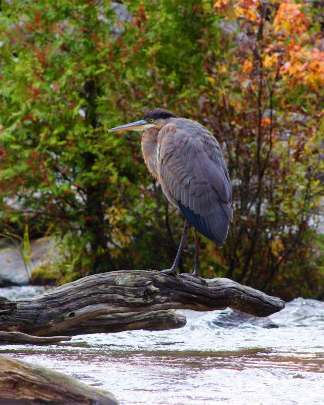 bird watching tours maine