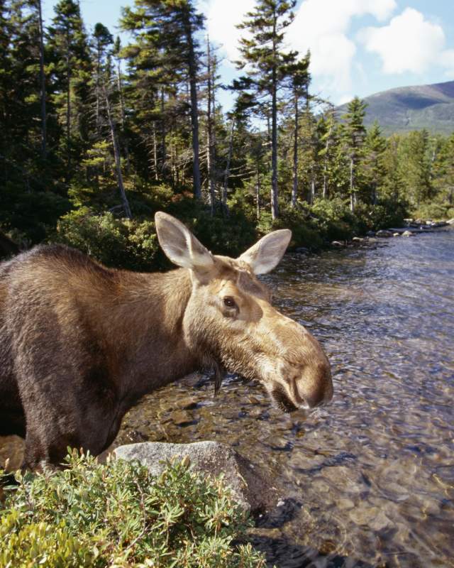 Moose Mount Katahdin The Maine Highlands