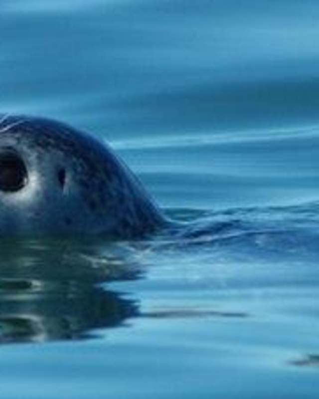 Harbor seal