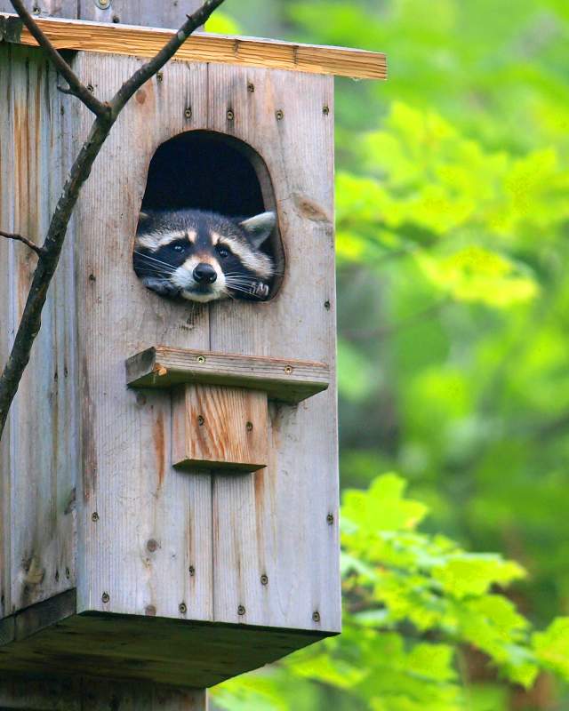 Raccoon in a birdhouse
