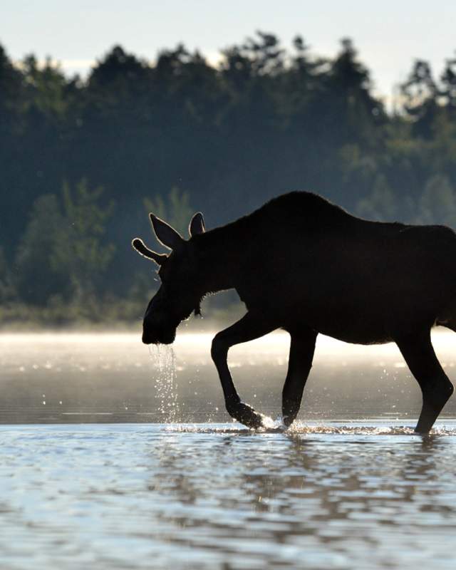 Sunrise Bull Moose crossing First West Branch Pond