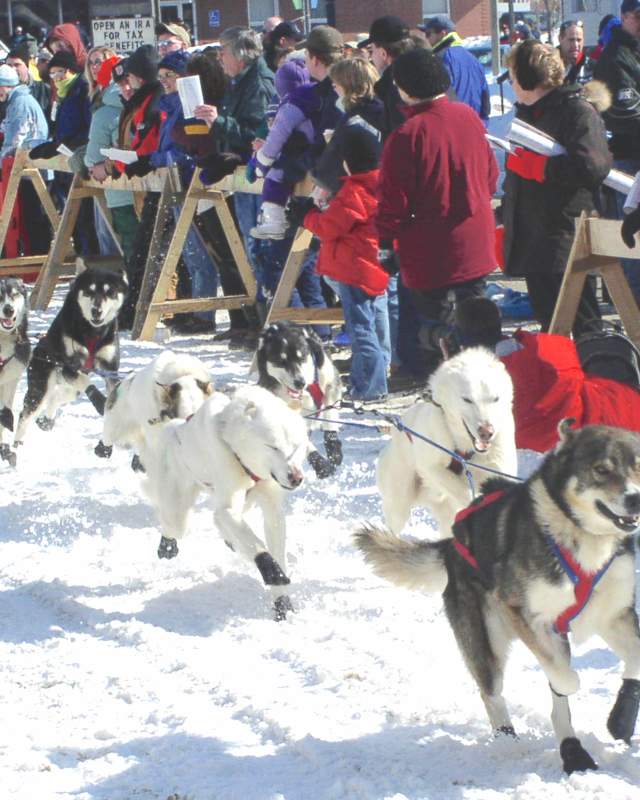 Sled Dogs