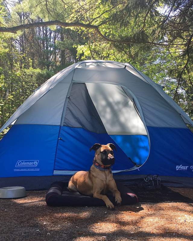 Camping in Lamoine State Park