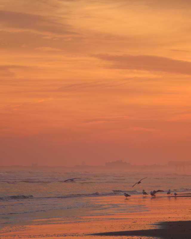 Beach-Sunset Seagulls