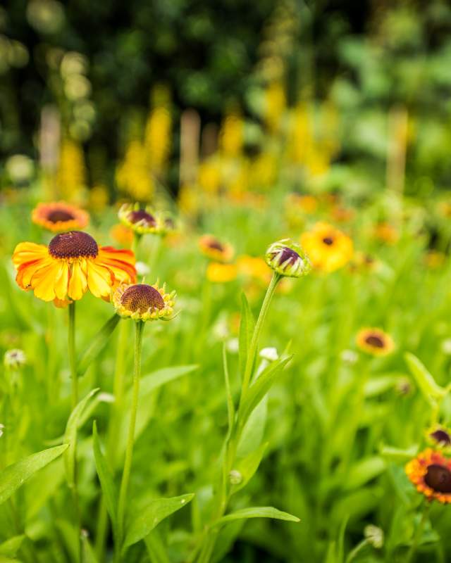 Flowers in a College Garden