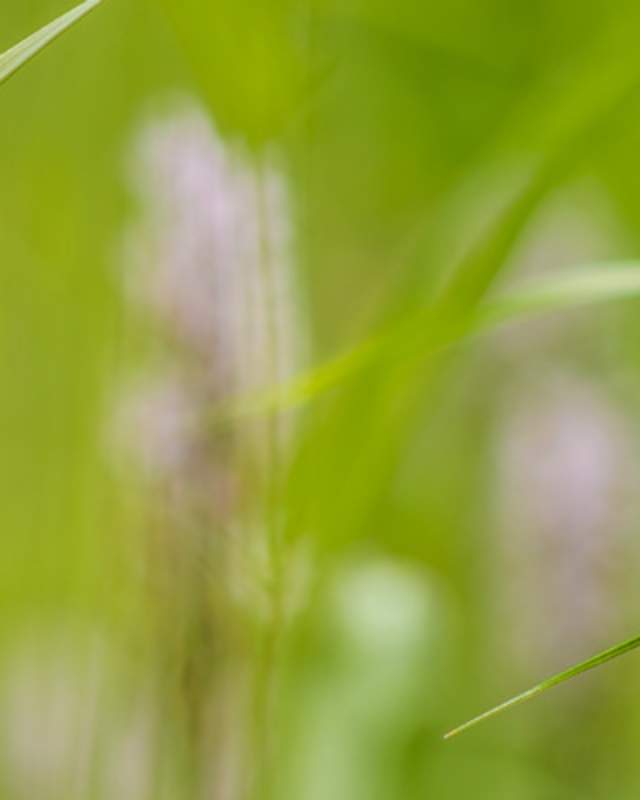 A pink flower in a green field