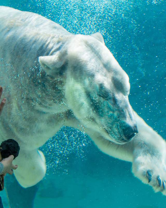 Child visiting the NC Zoo