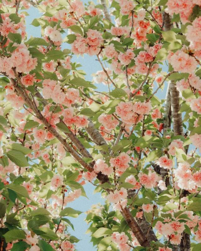 Delicate pink cherry blossom branches in full bloom against a soft spring sky, capturing the fleeting beauty of the season