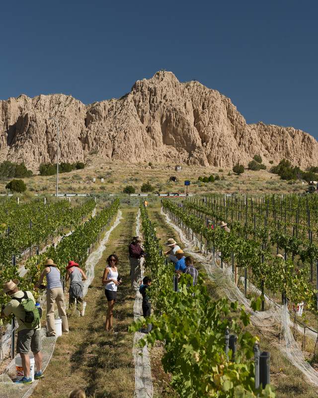 Vivác Winery hosts picking parties, which includes a wine dinner and tour.