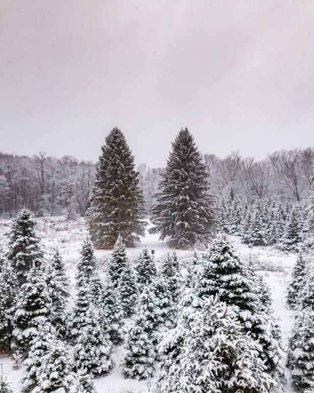 Pine trees on an open field covered in snow on a gloomy day