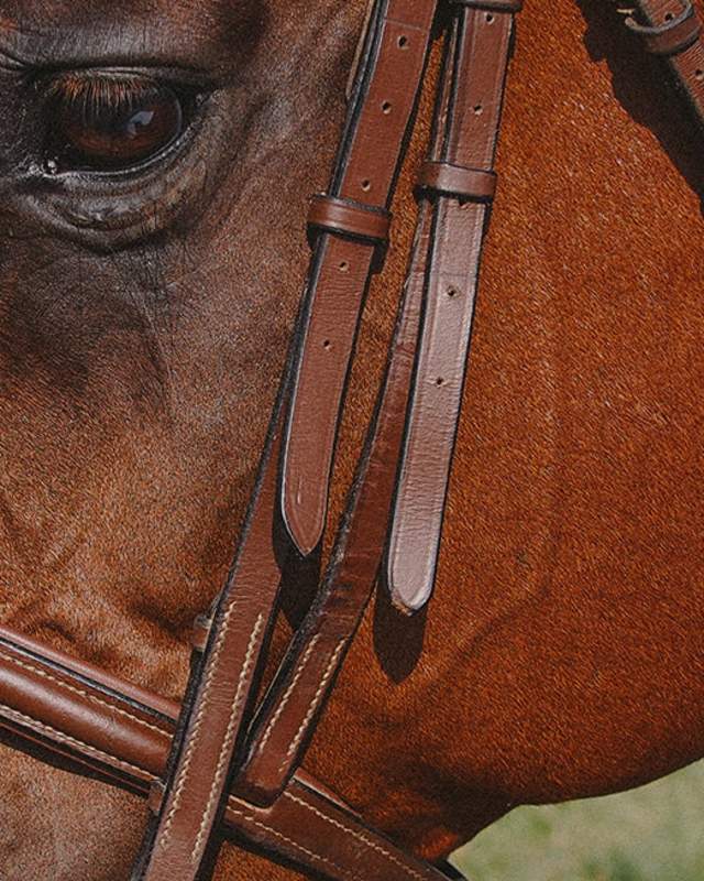 Horseback-Riding-Animal-Nature