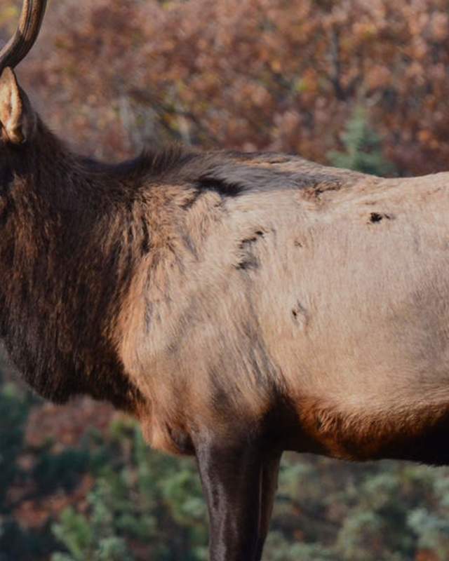 Hunting Animal Nature