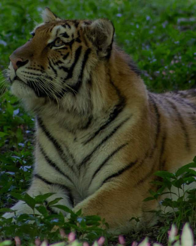 Tiger Zoo Wildlife Animal