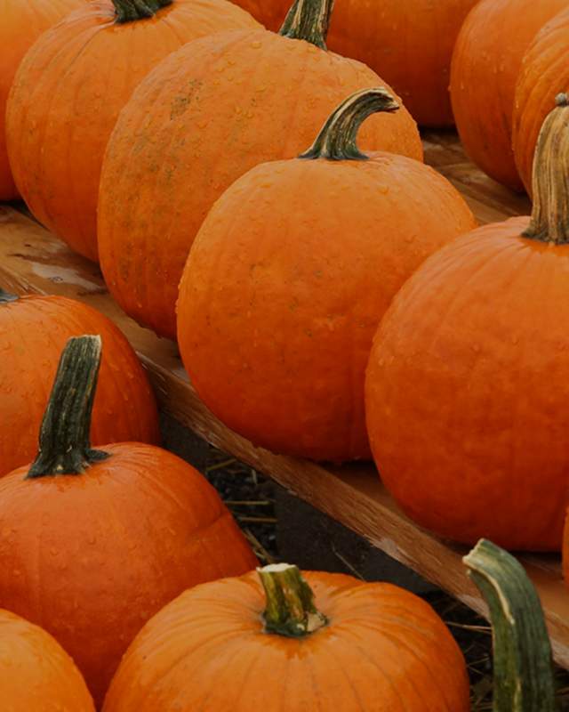 Pumpkins