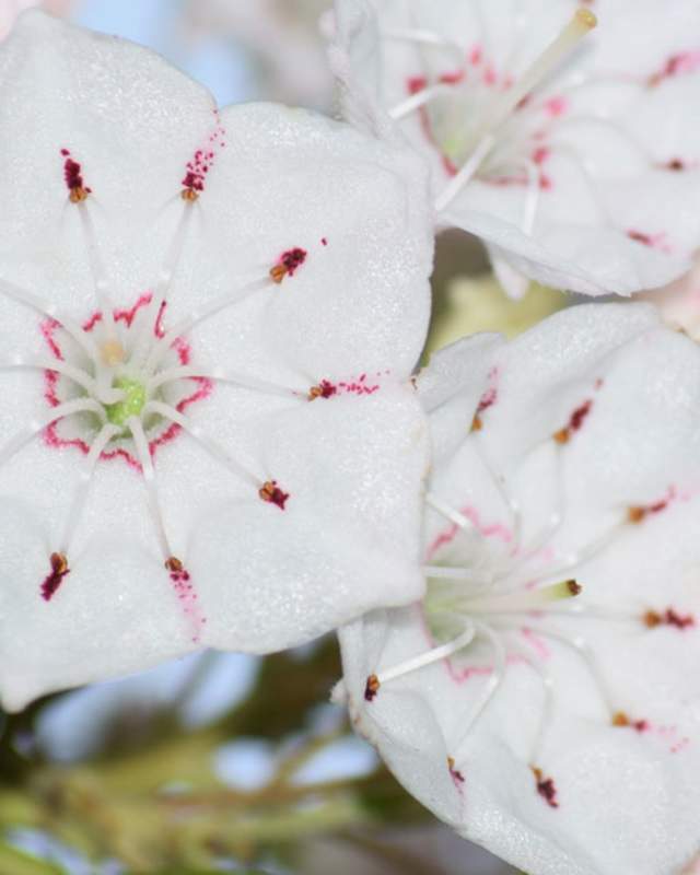 White flowers