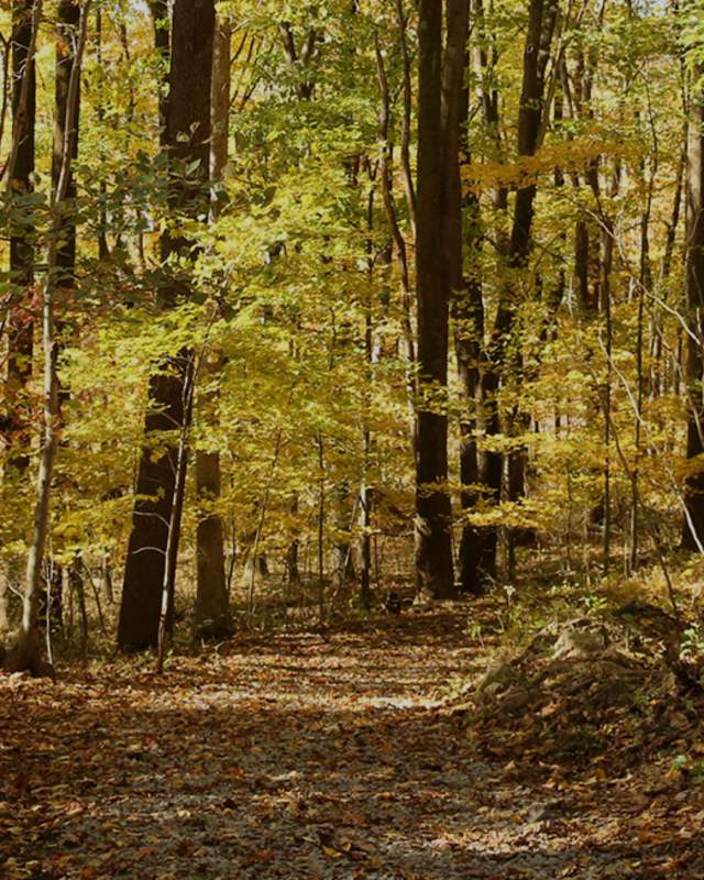 Hiking Trail Park Trees