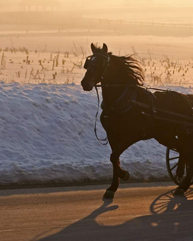 A silhouette of a horse drawn carriage with snow on the ground in the background