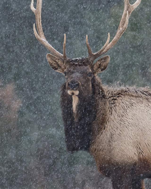 Two elk one looking at the camera and one eating on the ground in the snow