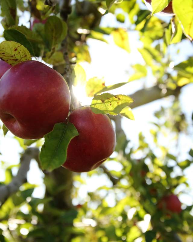 apples