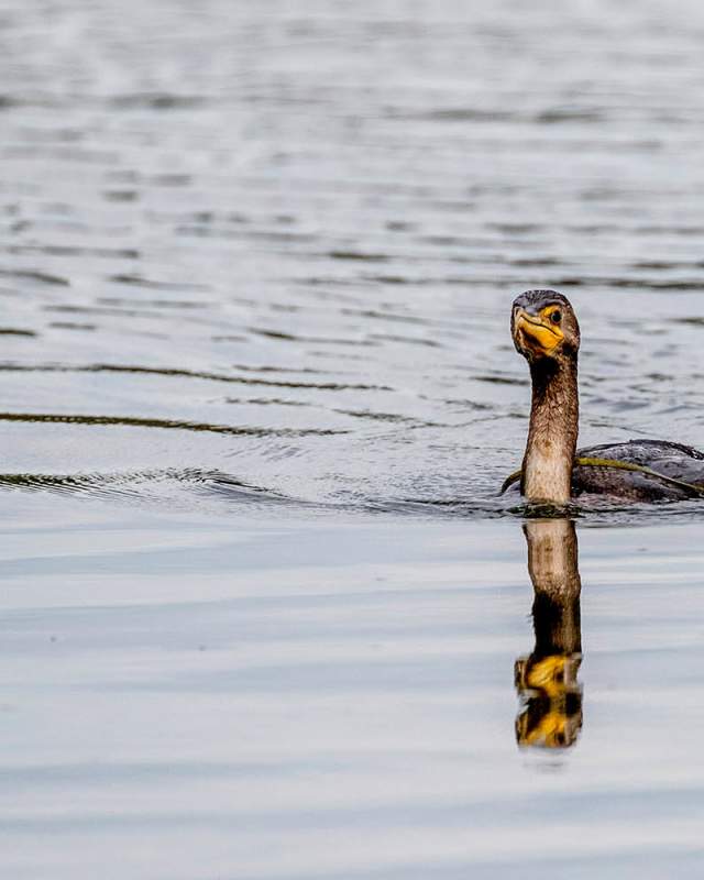 Bird Watching Lake Nature Animal