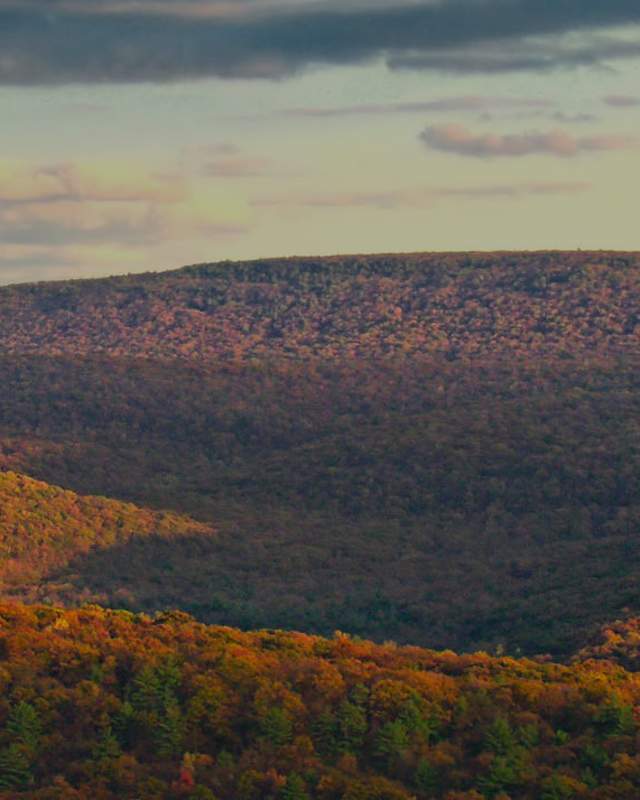 Fall Foliage