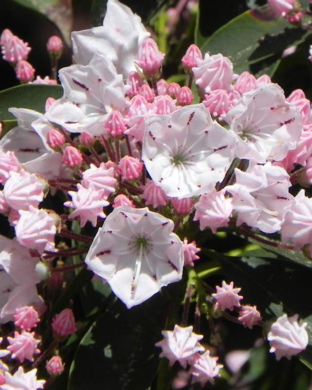 White and pink flowers