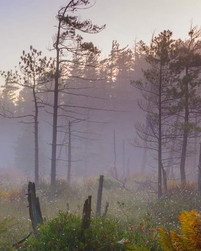 Somerset swamp