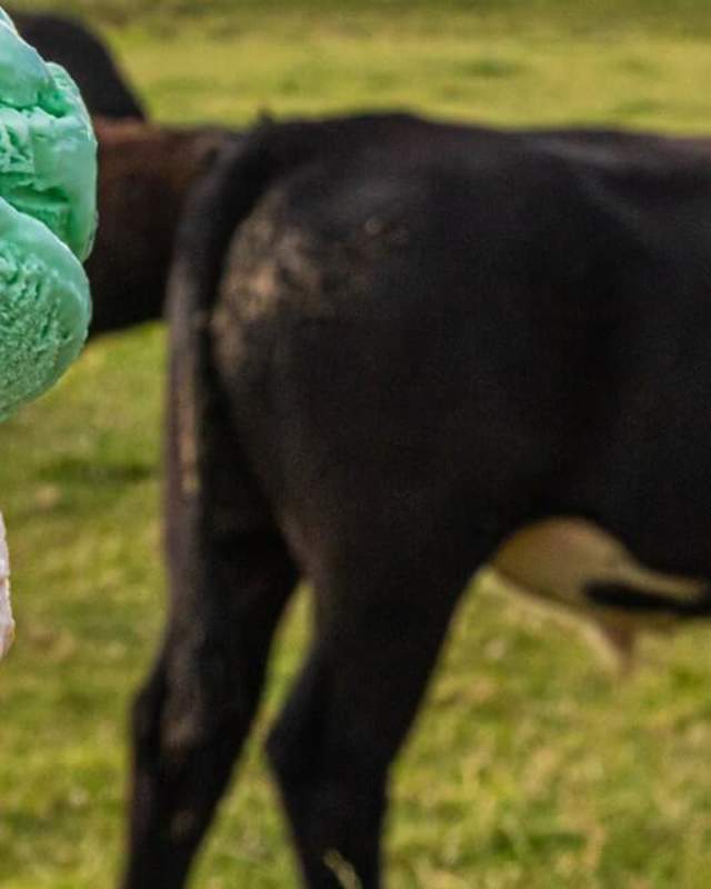 Warminster ice cream and cow
